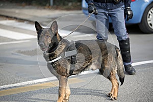 Dog Canine Unit of the police and a police officer in uniform du