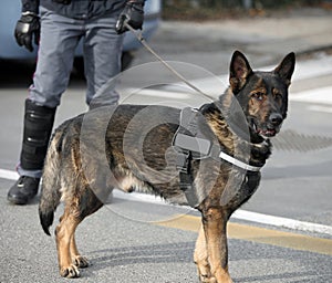 Dog Canine Unit of the police and a policeman