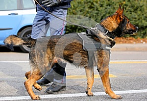 Dog Canine Unit of the police and a policeman