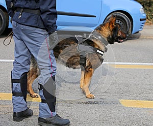 Dog Canine Unit of the police to identify the explosives