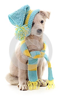 Dog in a cap and scarf.