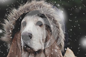Dog cap in snowfall photo