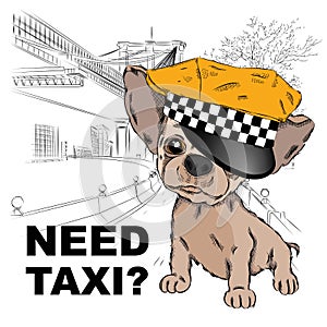 Dog in a cap taxi driver. Dog on the background of the city. Vector illustration