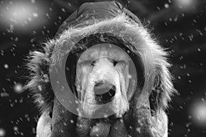 Dog cap in winter
