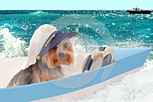 A dog in a captain`s cap sits in a boat against the sea.