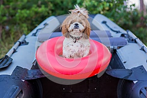 A dog in a captain`s cap sits in a boat in an inflatable ring. safety. summer rest