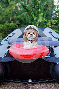 A dog in a captain`s cap sits in a boat in an inflatable ring. safety. summer rest