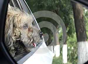 Dog in car attracted by the scenery outside.