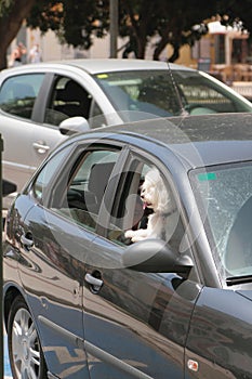 Dog in car cabin. Mahon, Menorca, Spain