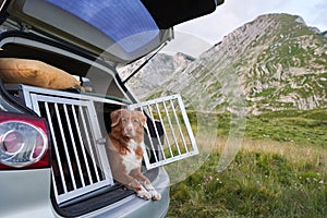 dog in a car in a cage. Traveling with a pet by car. nova scotia duck tolling retriever at weekend