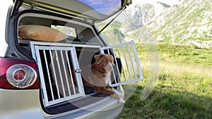 dog in a car in a cage. Traveling with a pet by car. retriever and Jack Russell Terrier at weekend