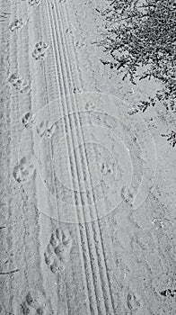 Dog and car footprints on a sandy road