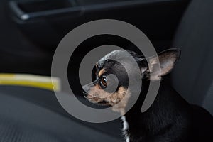 Dog in car. Funny chihuahua. Tiny dog on seat in car. Black chihuahua dog in a car on a seat. pet of black color