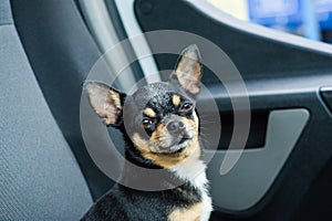 Dog in car. Funny chihuahua. Tiny dog on seat in car. Dog with big ears in a car waiting for owner. Black dog in a car