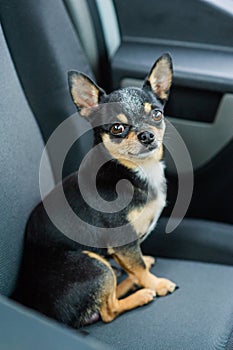 Dog in car. Funny chihuahua. Tiny dog on seat in car. Dog with big ears in a car waiting for owner. Black dog in a car