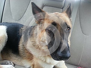 Pes v auto 