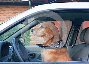 Dog pretending driving a car looking ahead photo