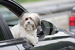 Dog in a car looking through window