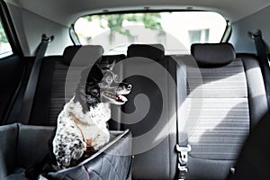 Dog In Car Seat With Safe Belt