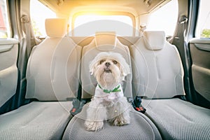 Dog in car sitting alone