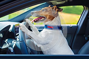 Dog car steering wheel