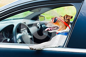 Dog car steering wheel