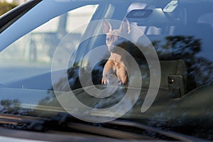 dog in the car. Traveling with a pet American Hairless Terrier