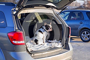 Dog in the car trunk