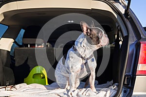 Dog in the car trunk