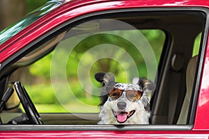 Dog in car wearing sunglasses