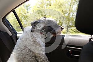 Der Hund auto 