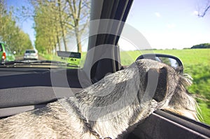 Dog in car window