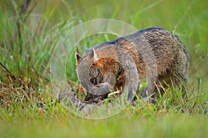 Dog with carcass. Crab-eating fox, Cerdocyon thous, forest fox, wood fox or Maikong. Wild dog in nature habitat. Face evening port