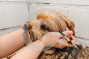 Dog care, grooming Yorkshire Terrier at the Zoo