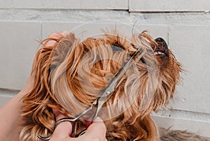 Dog care, grooming Yorkshire Terrier at the Zoo
