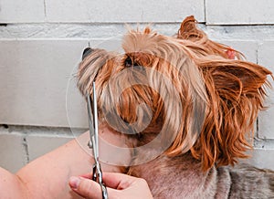 Dog care, grooming Yorkshire Terrier at the Zoo