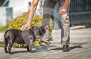 Dog Caress by Caucasian Men photo