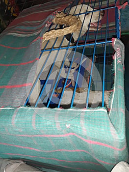 Dog caring in iron cage dhaka to comilla