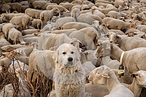 dog caring sheep flock in El Tarter, Canillo, Andorra.