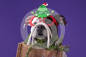 A dog in carnival glasses holds a bag with a Christmas tree and Christmas balls.