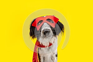 Dog carnival or halloween dressed as a hero with red cape and mask.  on yellow background