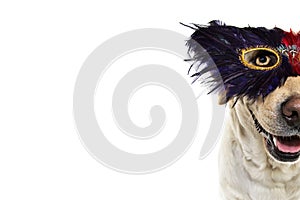 DOG CARNIVAL OR MARDI GRAS FEATHER MASK. FUNNY LABRADOR WITH A PLUME EYEMASK. ISOLATED SHOT AGAINST WHITE BACKGROUND