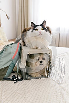 Dog in carrier with cat