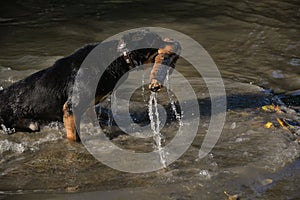 a dog carries a branch out of the water