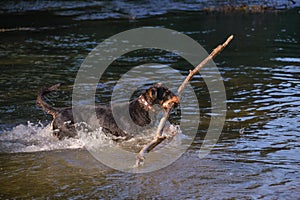 the dog carries a branch from the river