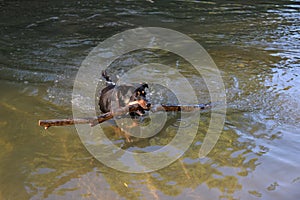 the dog carries a branch from the river