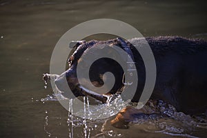 The dog carries a branch from the river