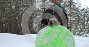 A dog carries a green toy in its teeth while walking through the winter forest