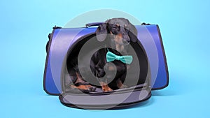 Dog carry bag with cute black and tan dachshund with turquoise bow tie inside.