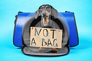 Dog carry bag with dachshund with inscription NOT A BAG.